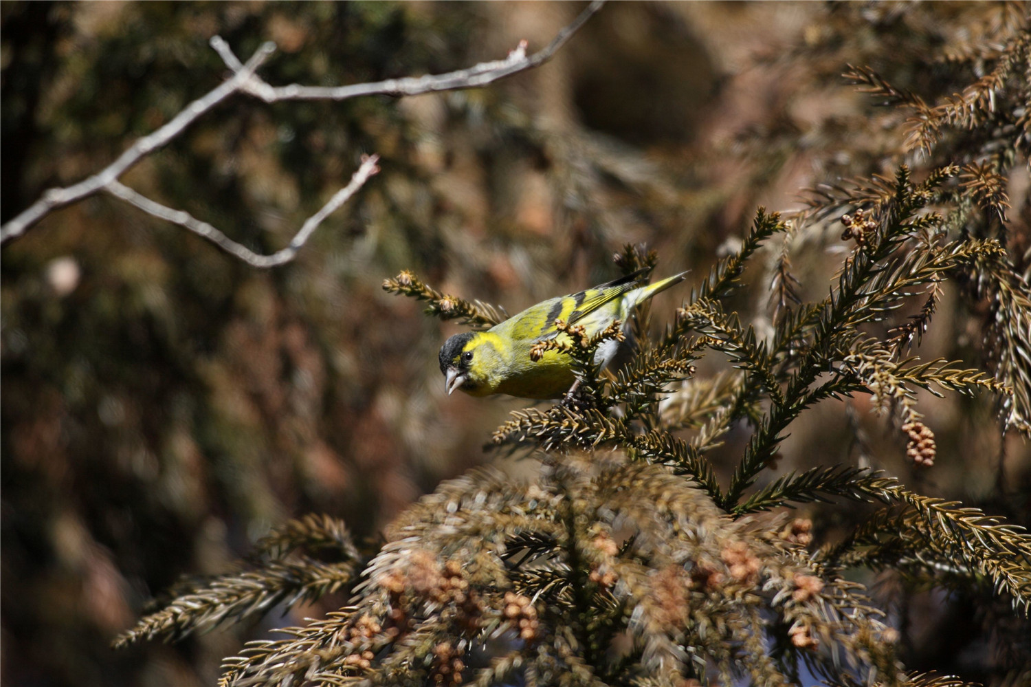 科普知识:黄雀怎样分公母,来科普一下