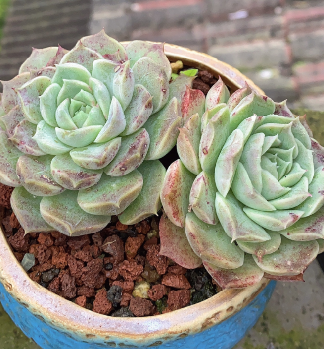 20多肉——海琳娜:颜值出众好养护,夏季种植注意这些就够了