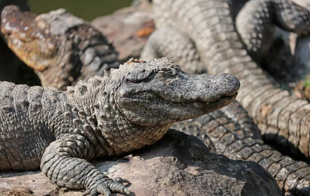 扬子鳄:中国特有的活化石,为什么它濒临灭绝?