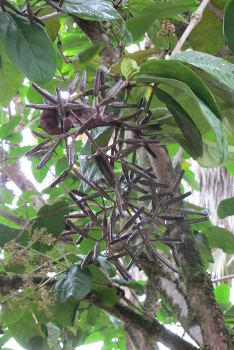 被进化带偏的物种有多可怕?捕鸟树"杀鸟为乐",忘记传播种子