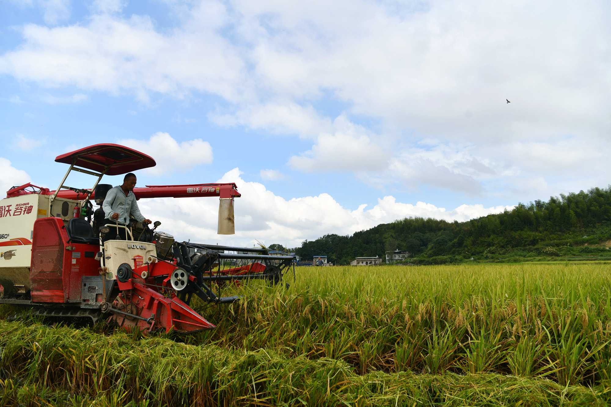 通城:金秋喜丰收 农民收谷忙