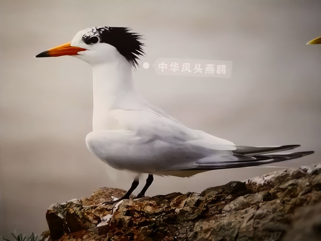 中华凤头燕鸥的资料图片