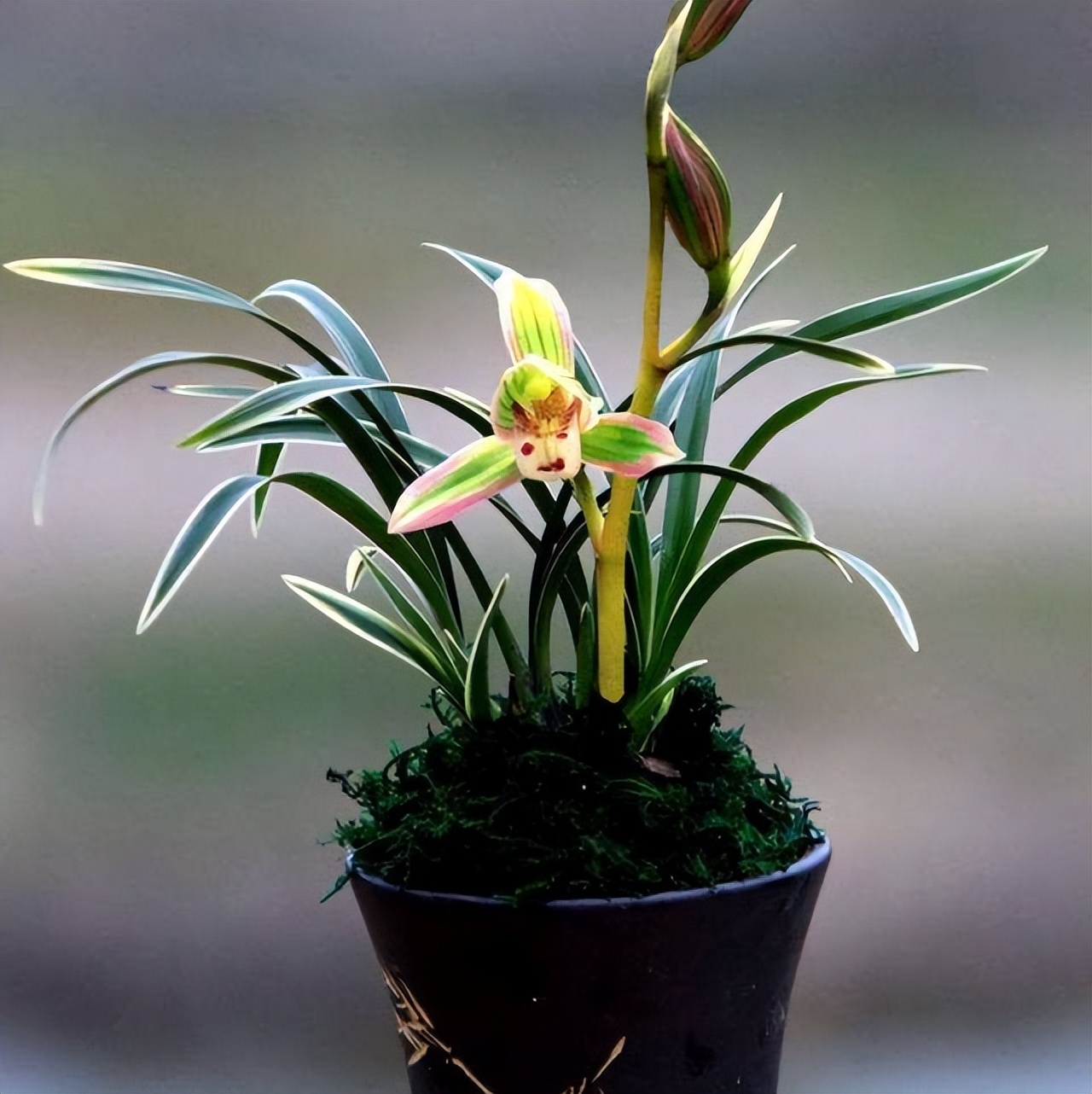 建兰新宠"帝王妃" 叶带金边 香气浓郁 极具帝王气息