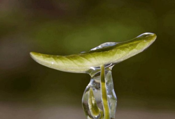 南方8种长在水下的蔬菜,俗称"水八仙",吃过4种算你厉害