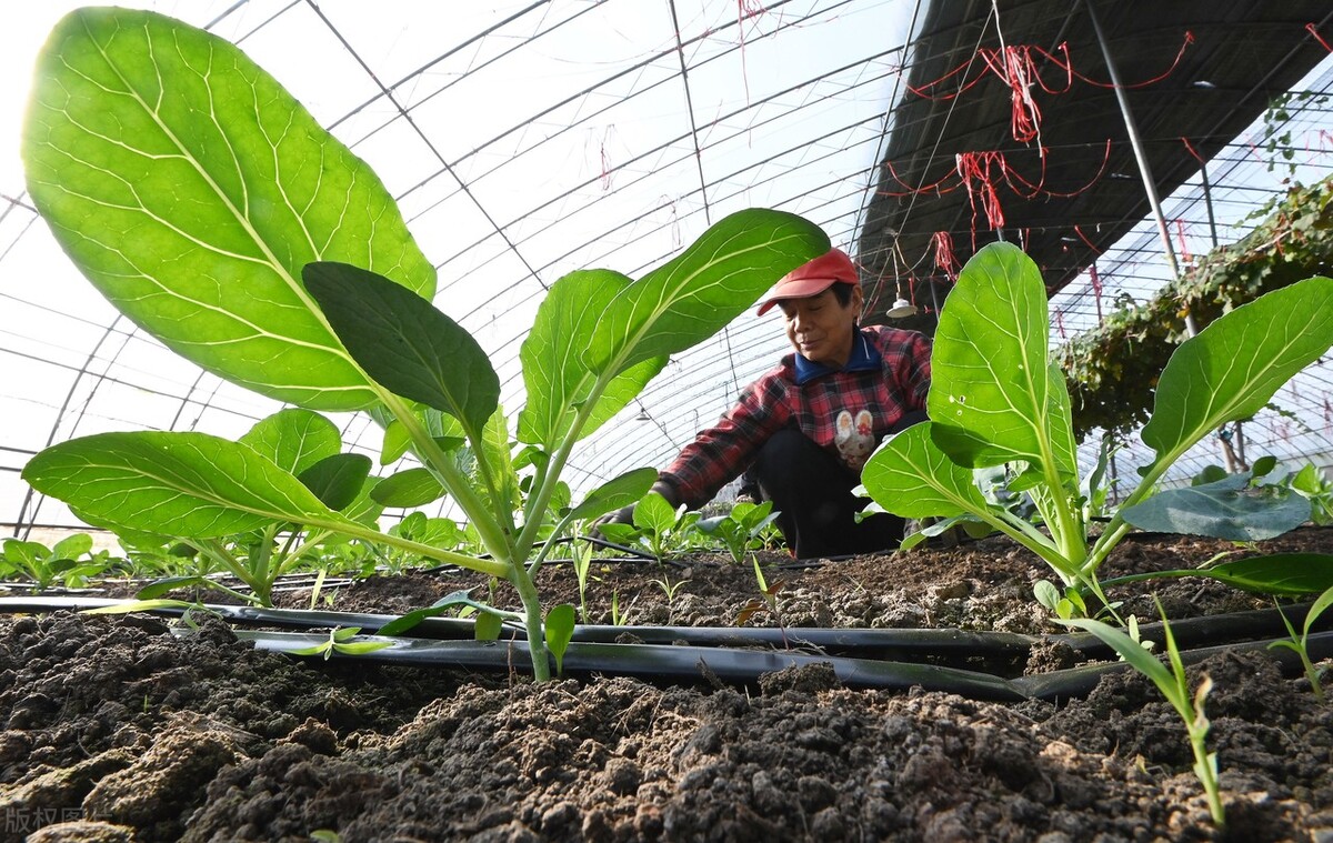 河北省邯郸市,霜降将至,各地农民忙碌在田间地头忙于管护