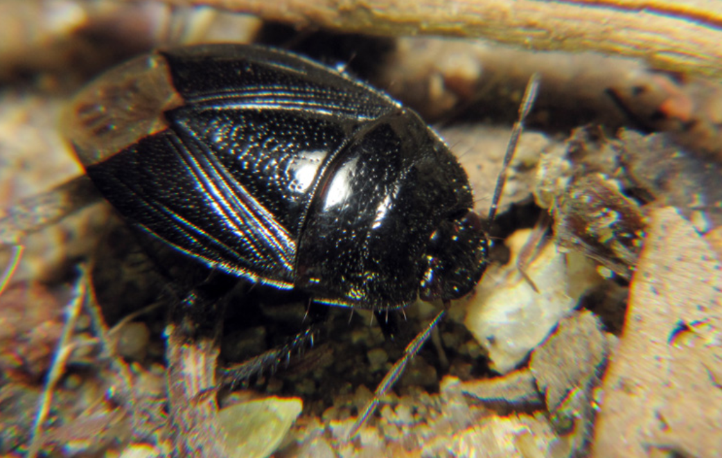 土蝽的身体是卵圆形,它的体色是褐或黑色具有光泽.