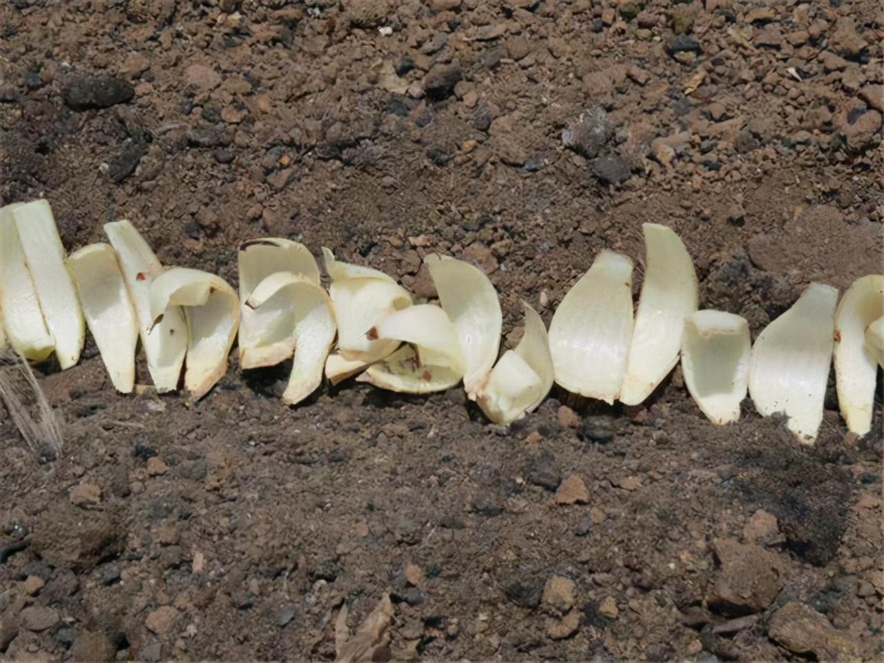 朱顶红切球繁殖方法