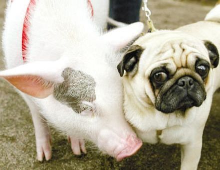 什么叫猪朋狗友,这种就是了!重庆8人消费1000多元后集体逃单!