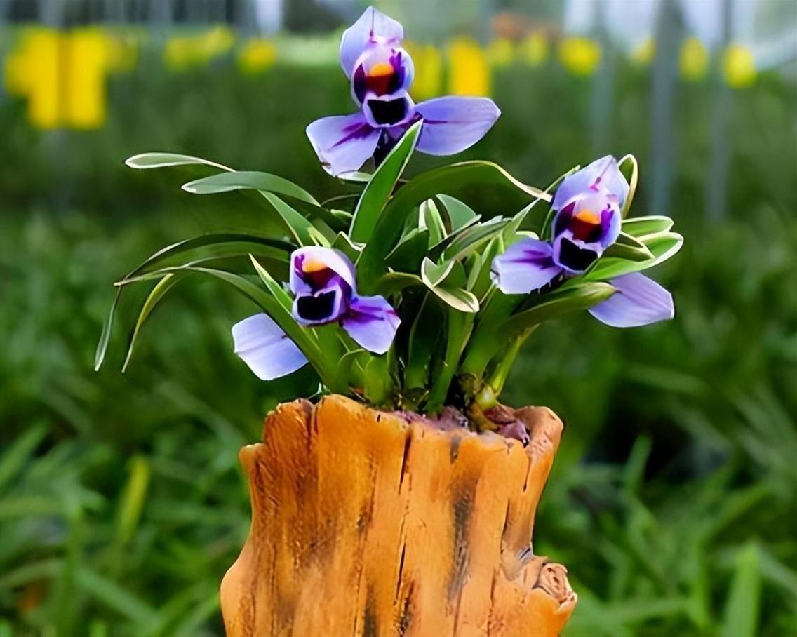 建兰"紫月荷",正格荷瓣,叶艺俱佳,性价比高,市面上很少见