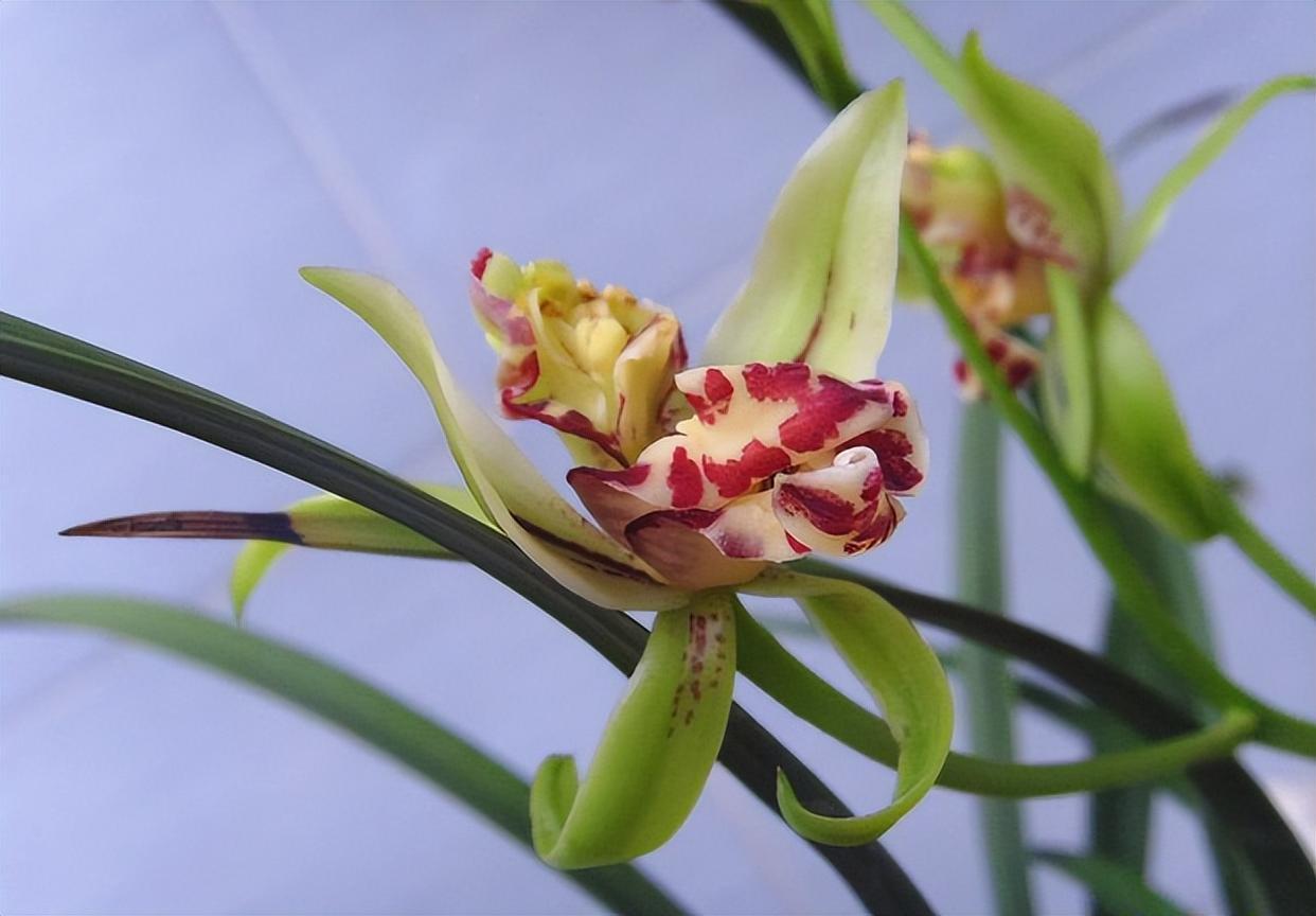 奇特而高雅的兰花—梨山狮王,比绿萝好养,比桂花更香