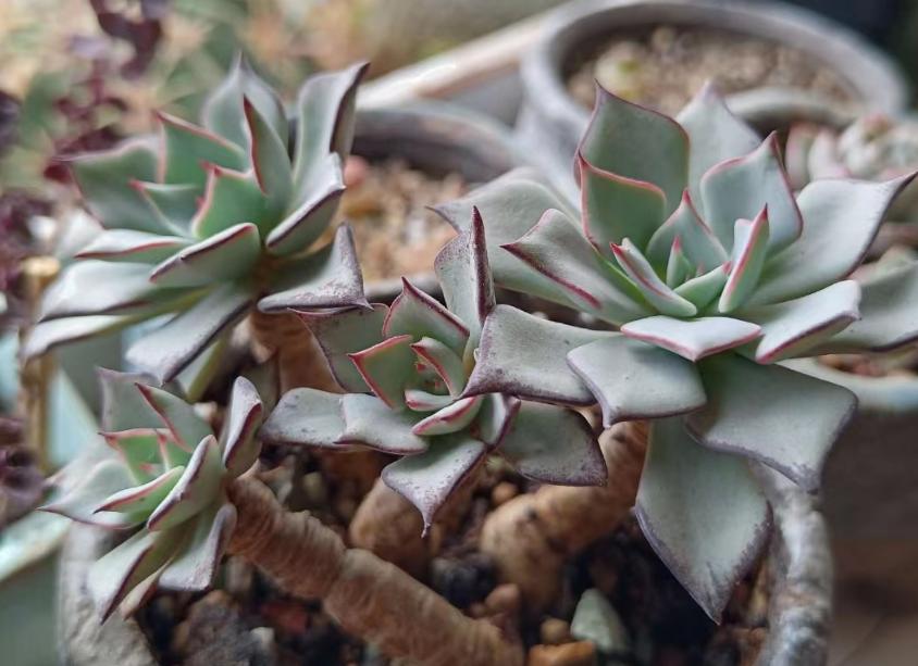 多肉剑司诺娃,曾经被传值600万,现在6块就可到手,你还想养吗?