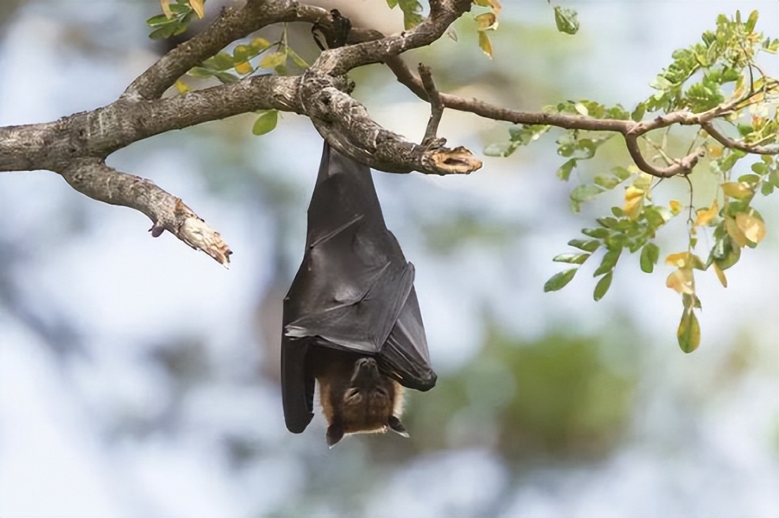 "毒王"蝙蝠:地球上唯一会飞的哺乳动物,为何喜欢倒挂着睡觉?
