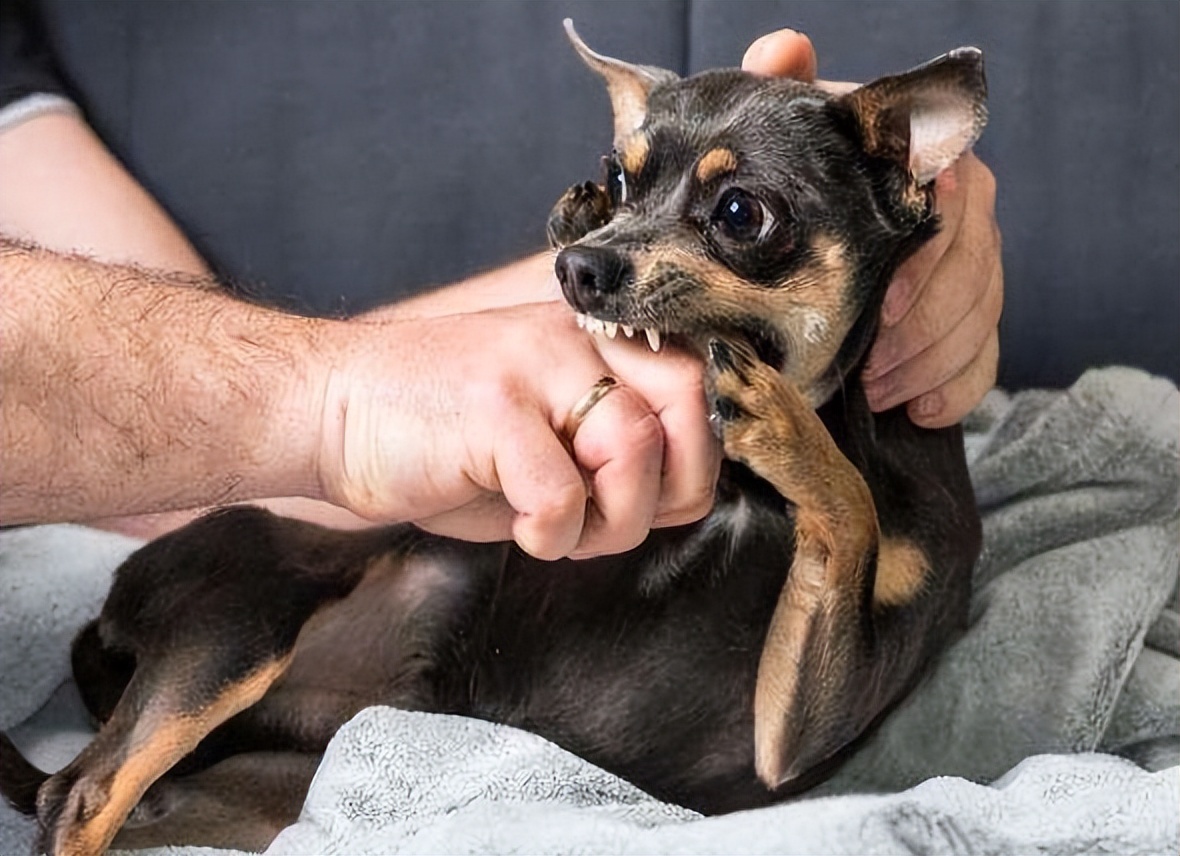 宠物狗那么多,为何偏偏吉娃娃"弃养率"高?养过都怕了!