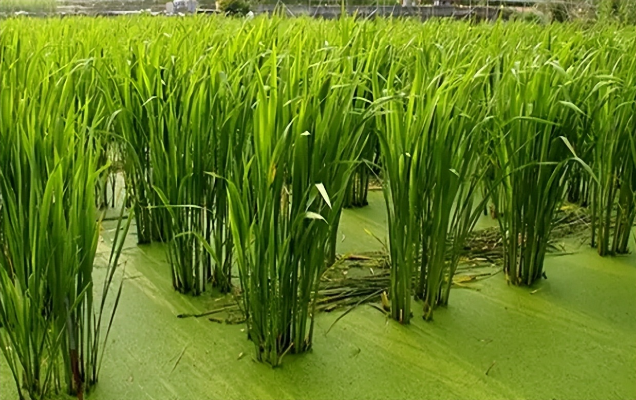 茭白:古老的粮食变成蔬菜,种一季管多年,为何很少人规模种植?