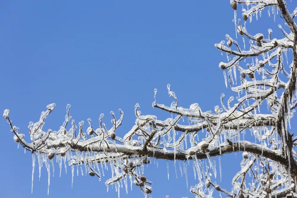 大别山的雪之小品二树上挂冰凌!