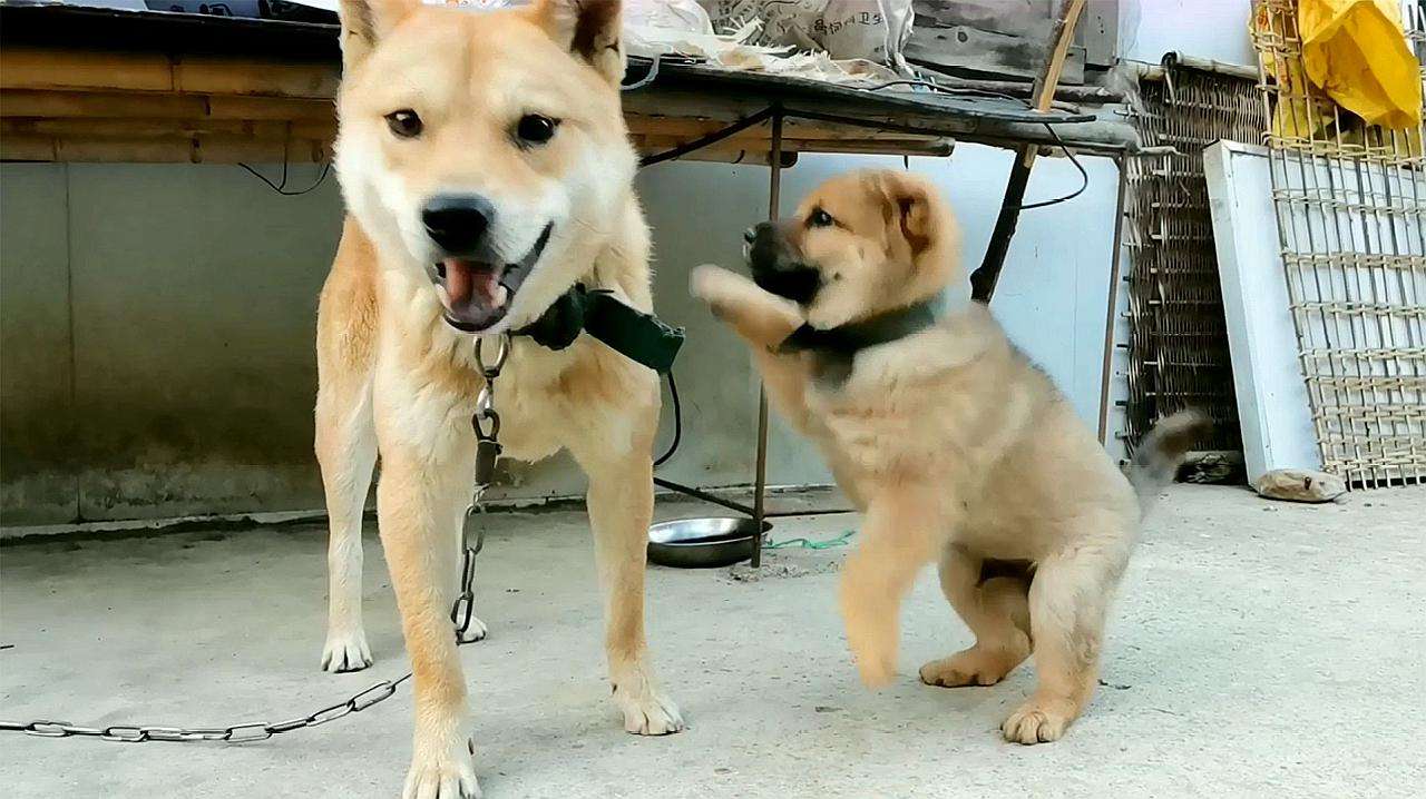 恶犬发狠斗不过熊孩子,被小主人一巴掌打老实了,一张狗脸太搞笑