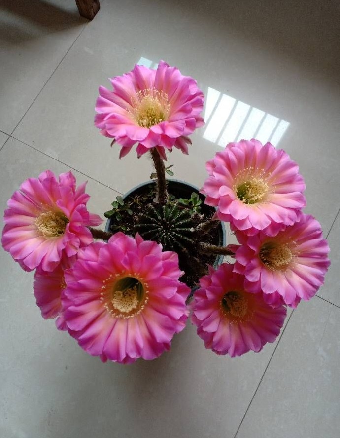 喜欢仙人球的,养棵"浓桃筋"吧,花朵又美又香,每年开花好多次