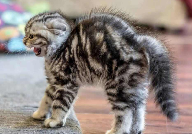 猫"拱背"的原因,原来里面含义这么多!