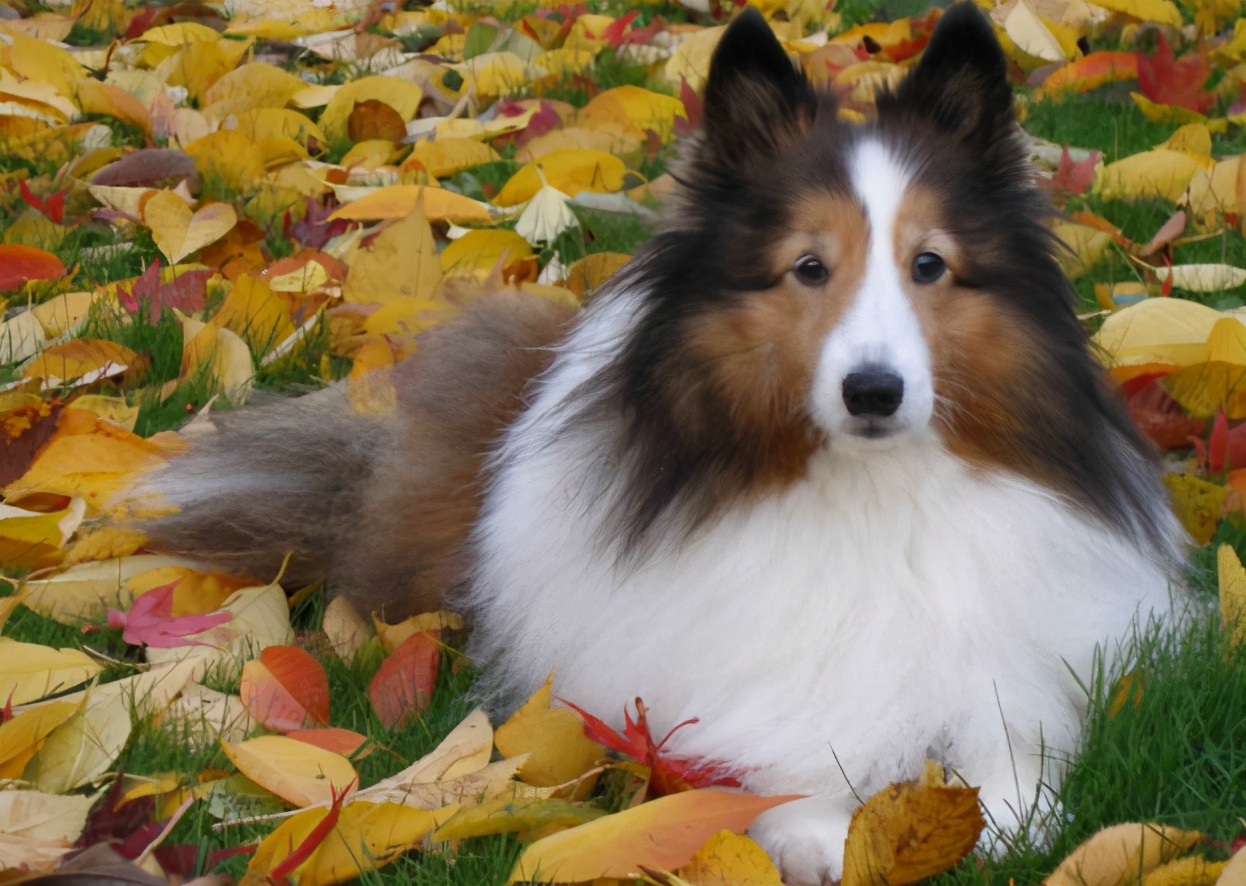 喜乐蒂牧羊犬太臭怎么办