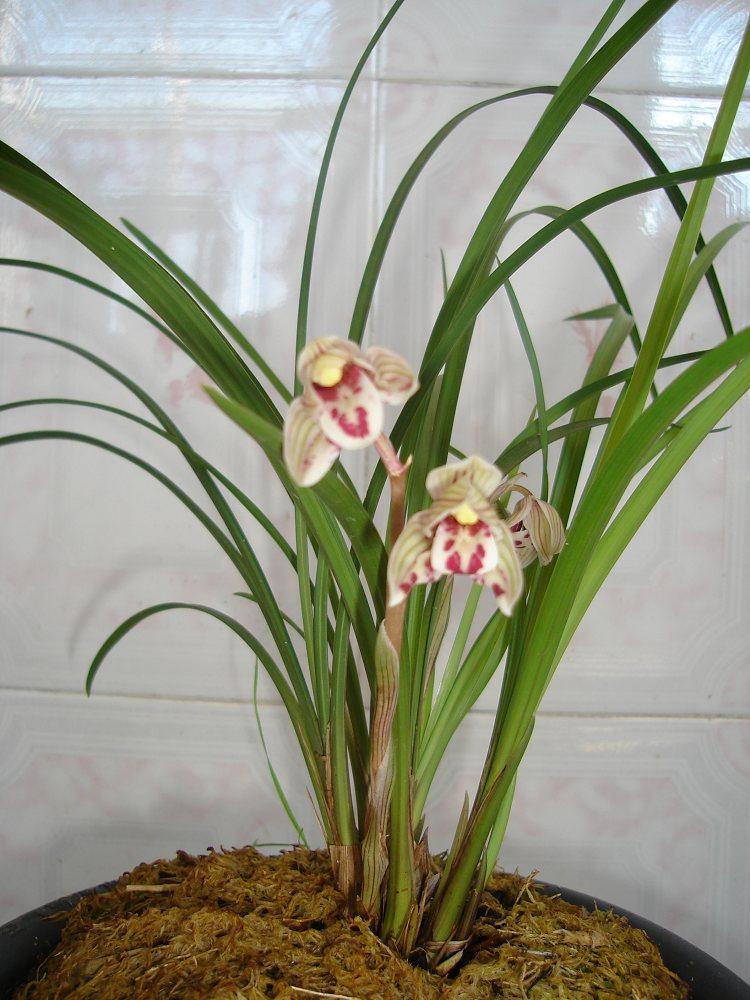 莲瓣兰剑阳蝶"天下第一蝶花",花开犹如彩蝶飞舞,让人赏心悦目