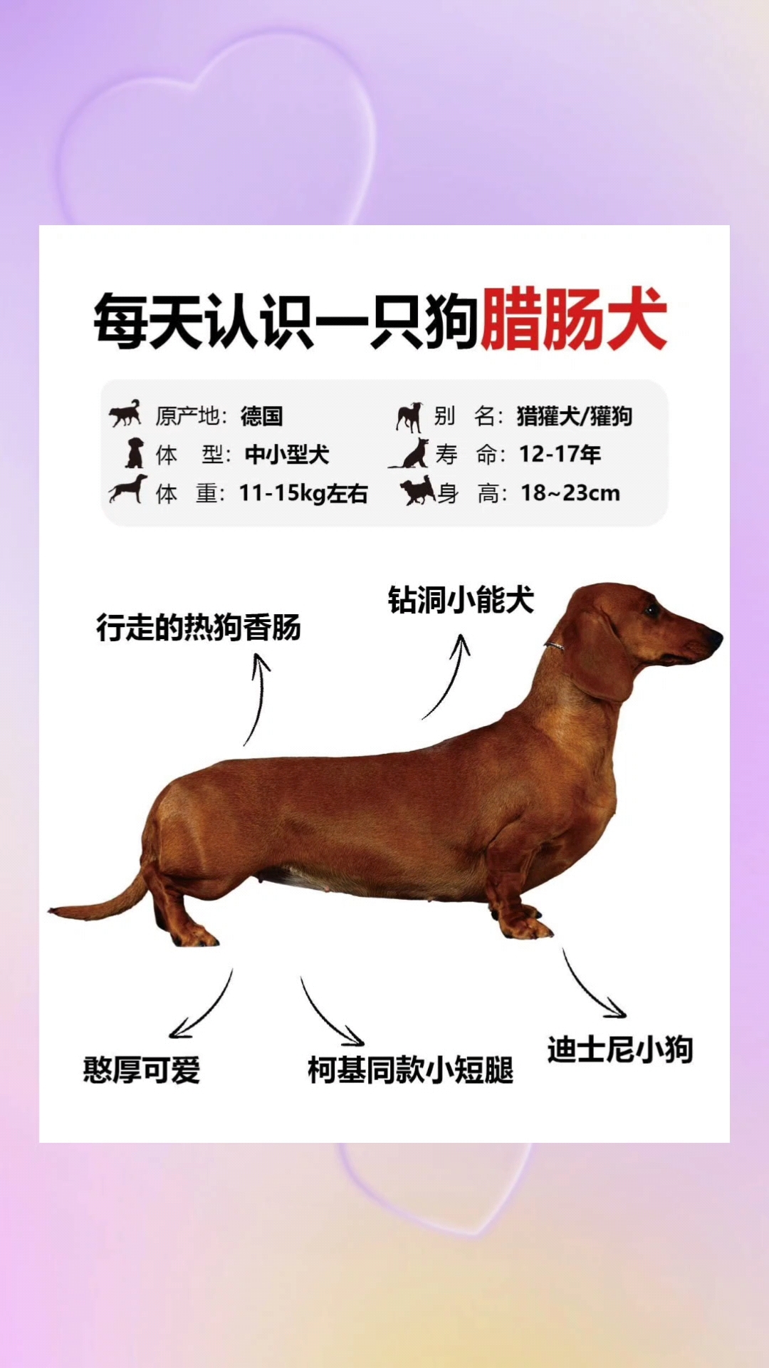 腊肠犬知识分享!