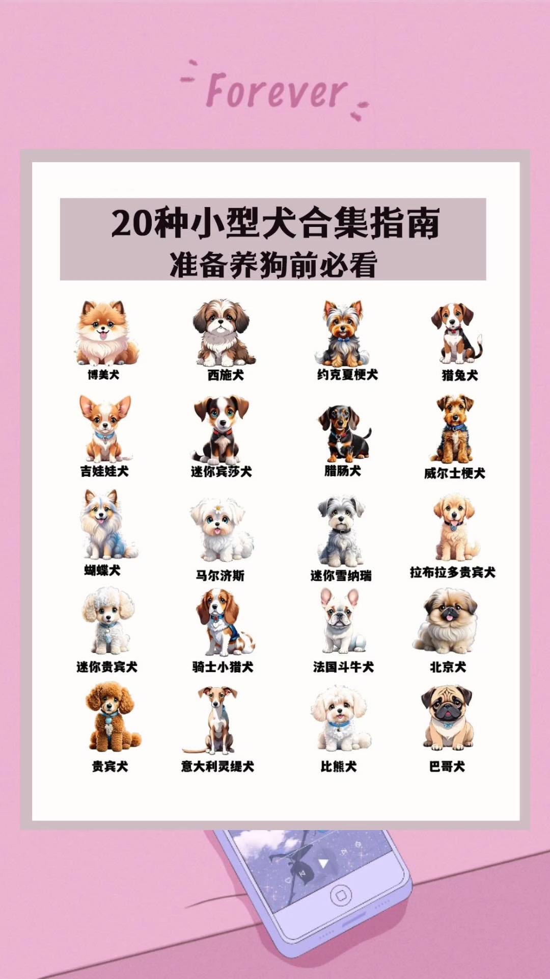 二十种小型犬知识分享