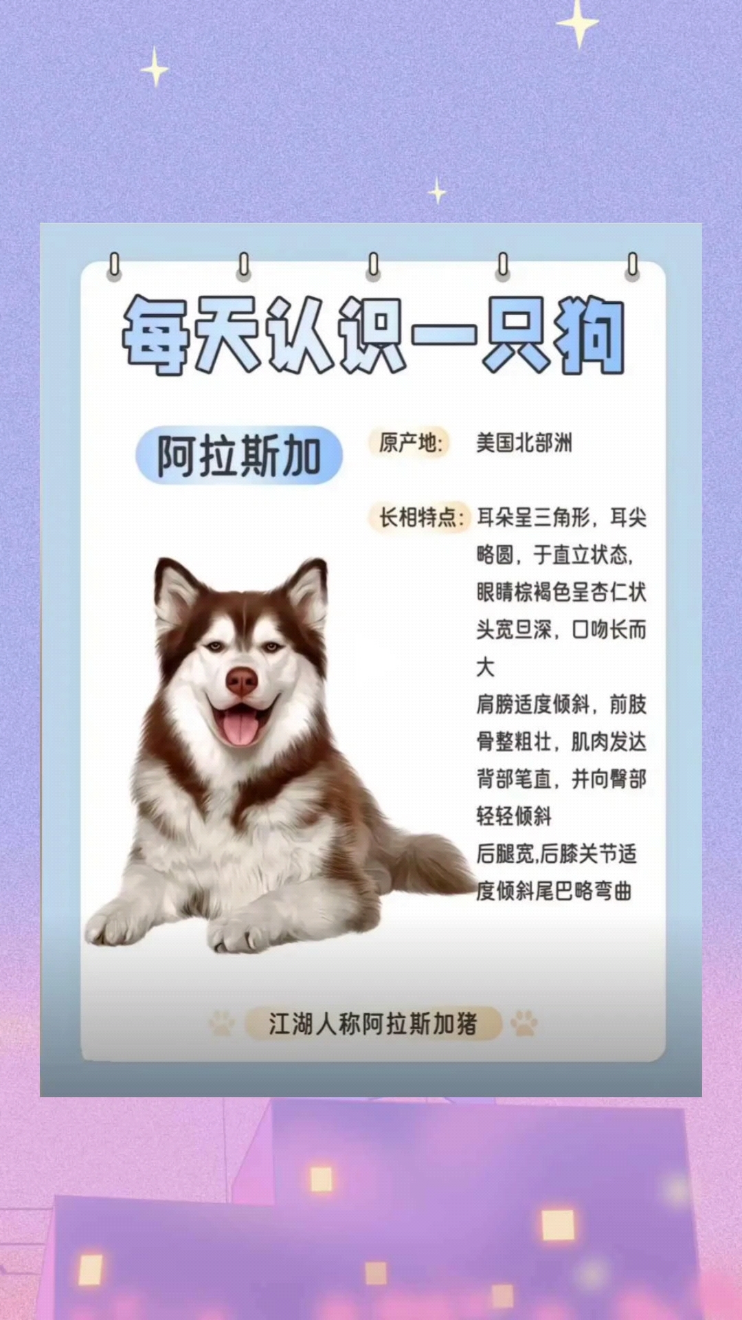 阿拉斯加犬智商图片