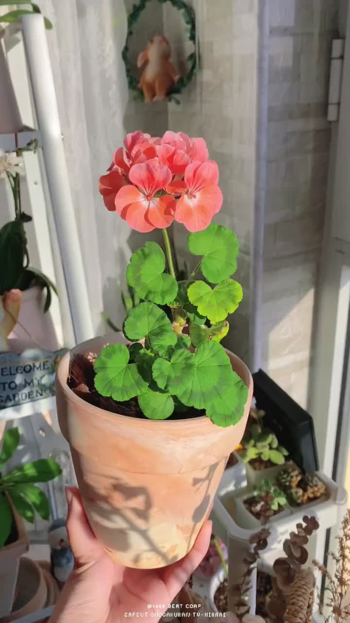 天竺葵鲑红,努力开花的小可爱?