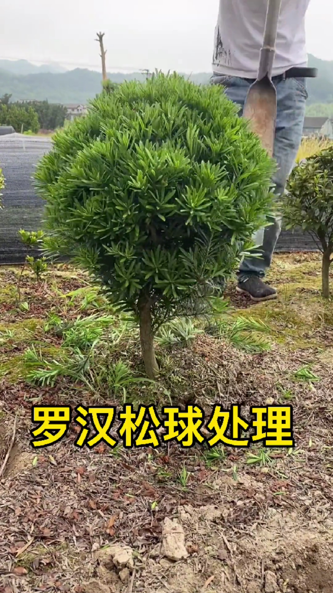罗汉松圆球造型