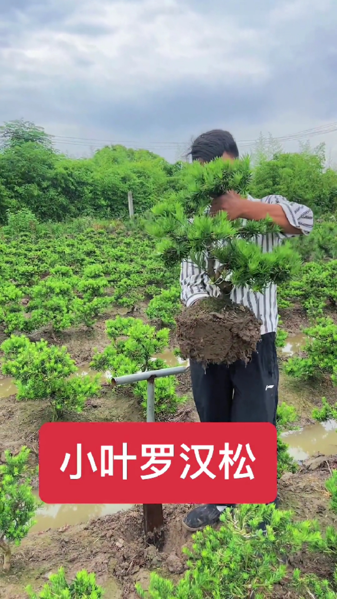 小精品罗汉松造型