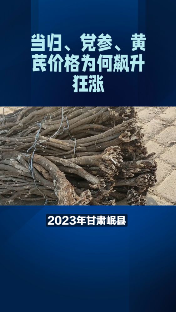 2023年甘肃岷县:当归、党参、黄芪价格为何飙升狂涨?来看看