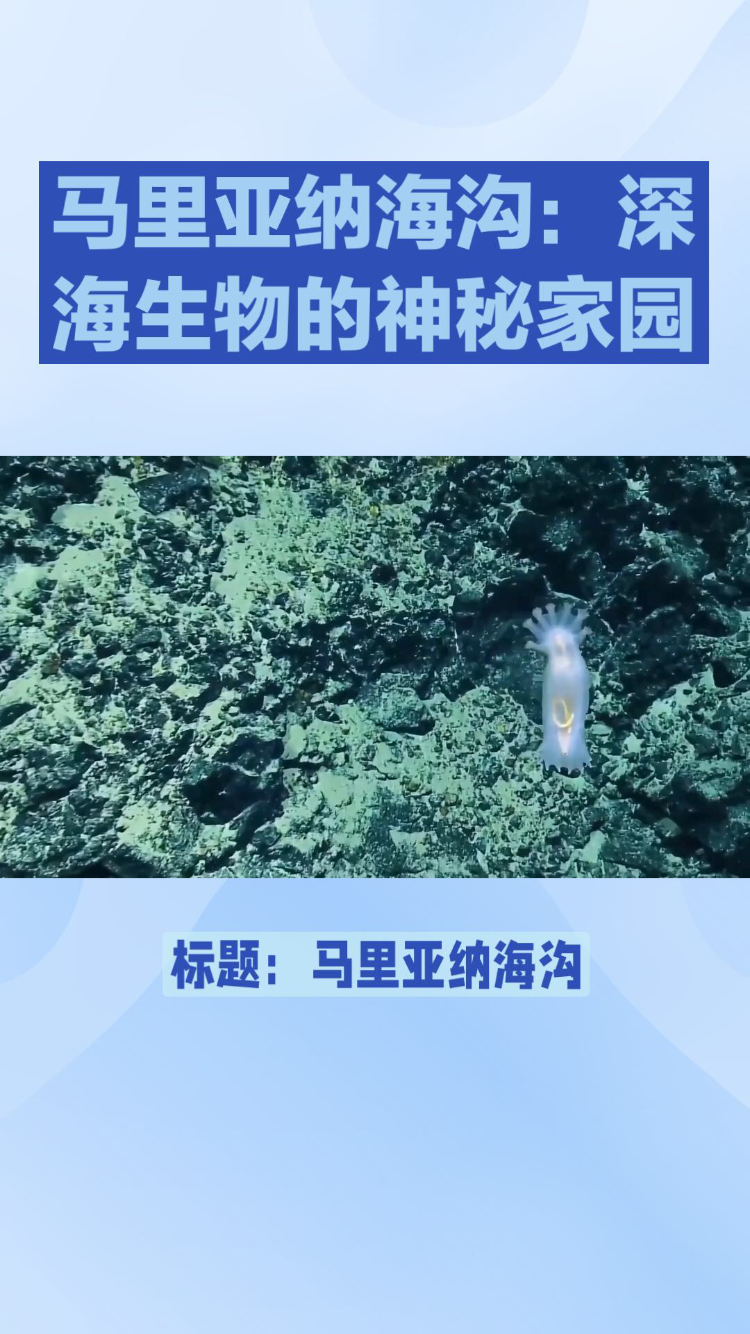 马里亚纳海沟 生物图片