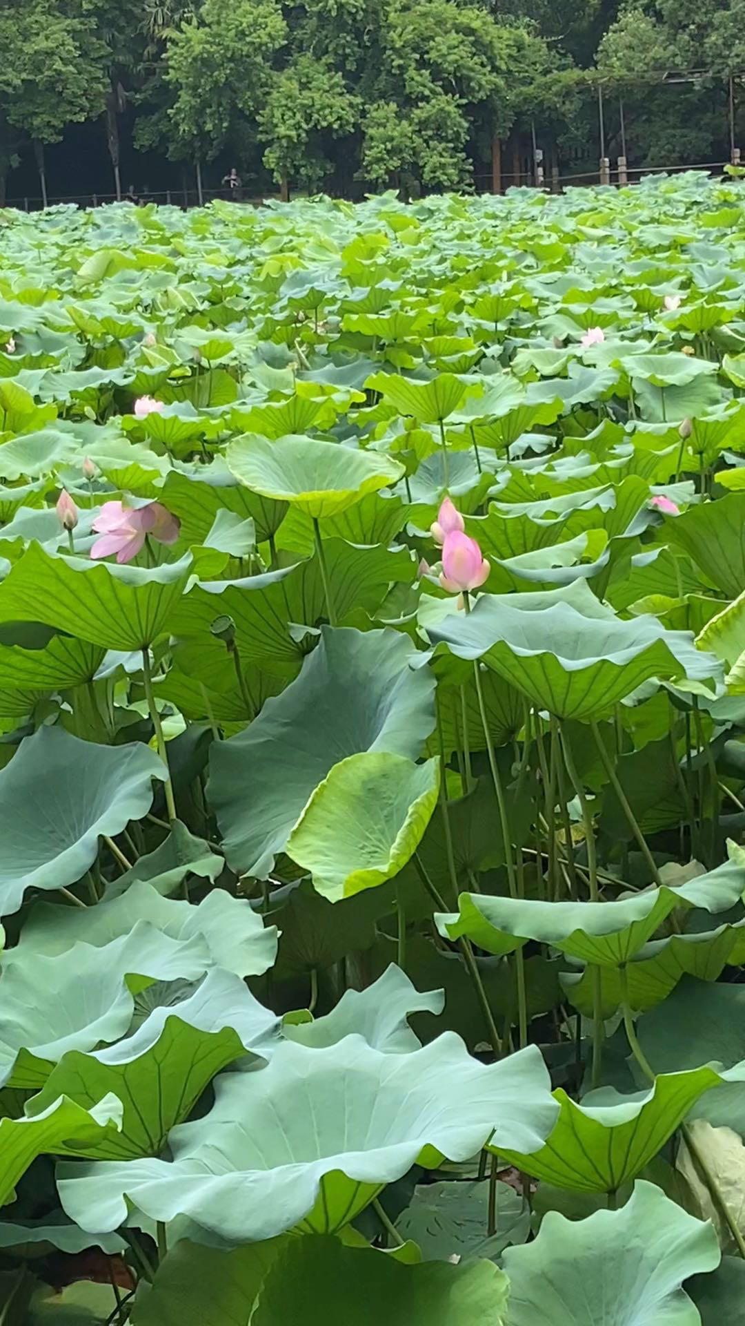 为什从离开我李茂山