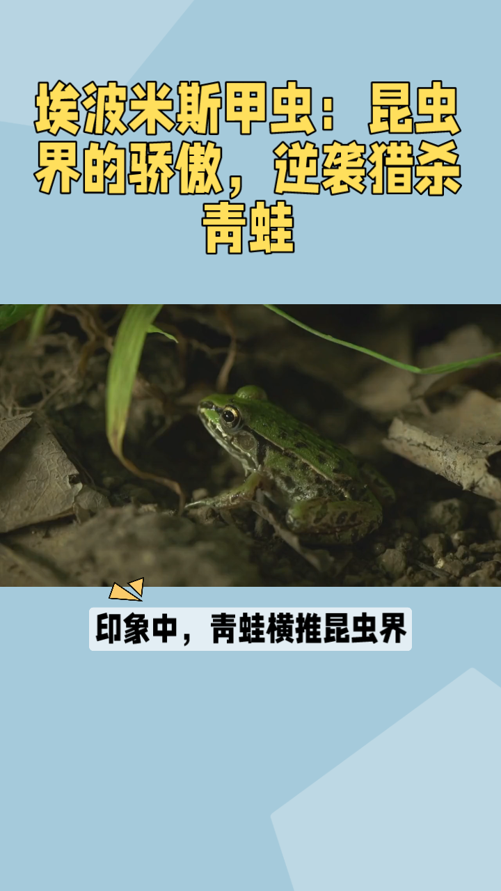 埃波米斯甲虫的天敌图片