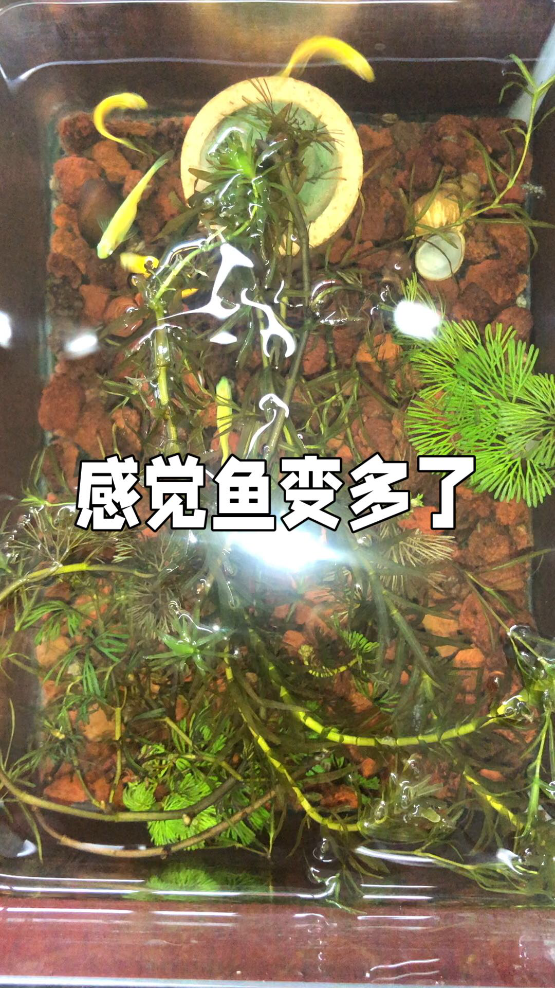 上层养龟下层养鱼图片