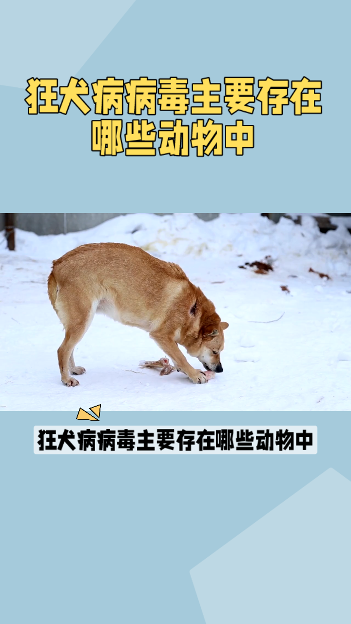 狂犬病携带动物表现图片