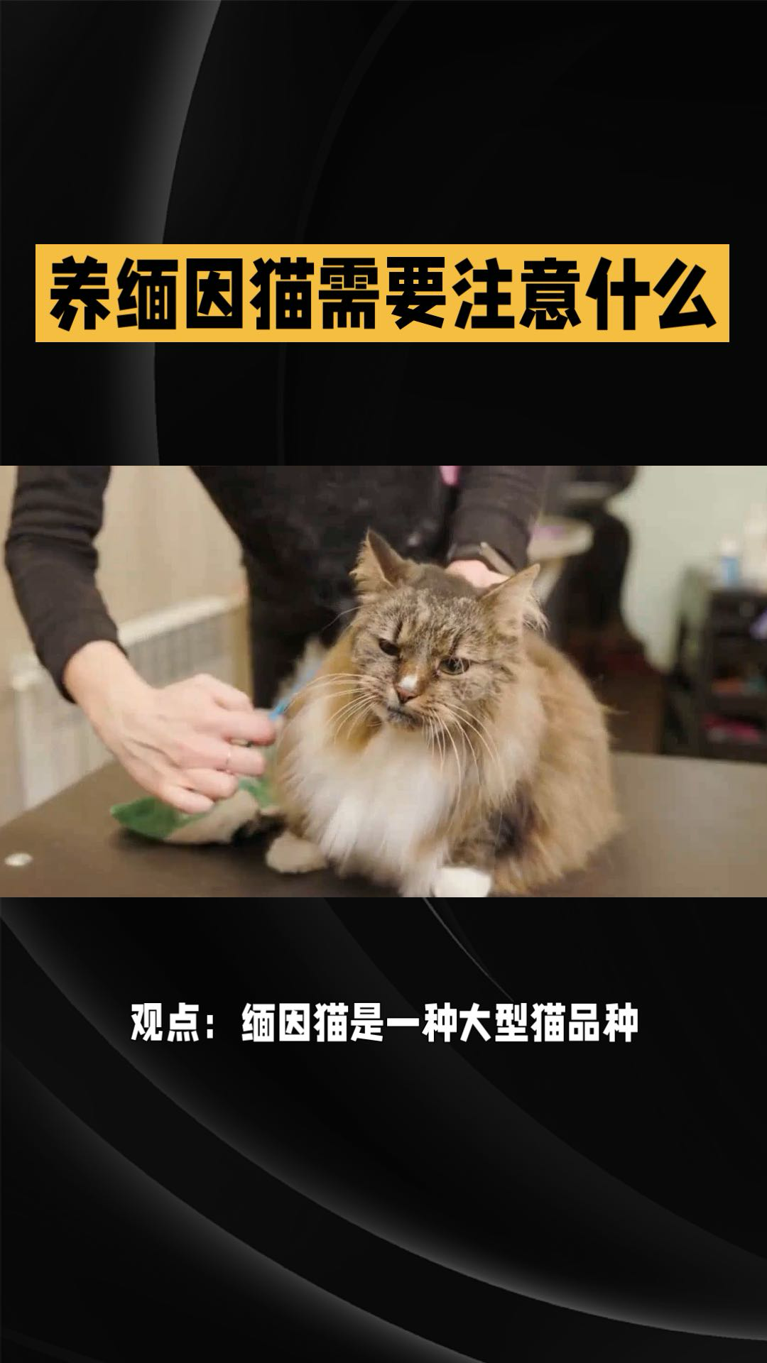 长毛猫缅因图片