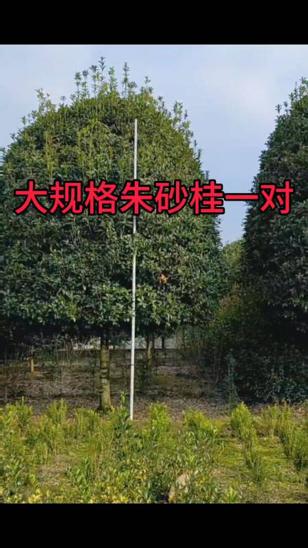 大规格大红朱砂桂,红红火火-度小视