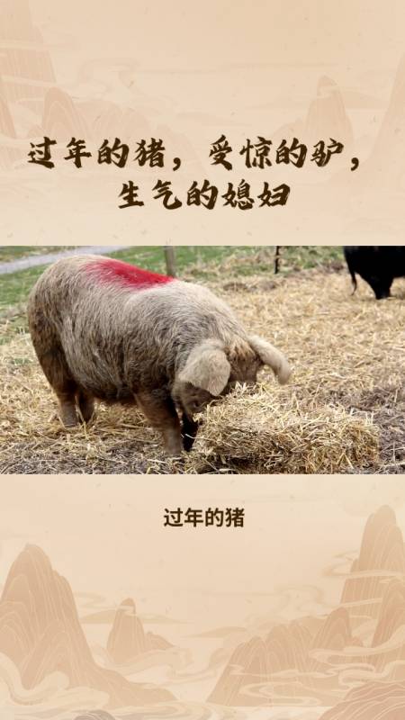 过年的猪受惊的驴生气的媳妇