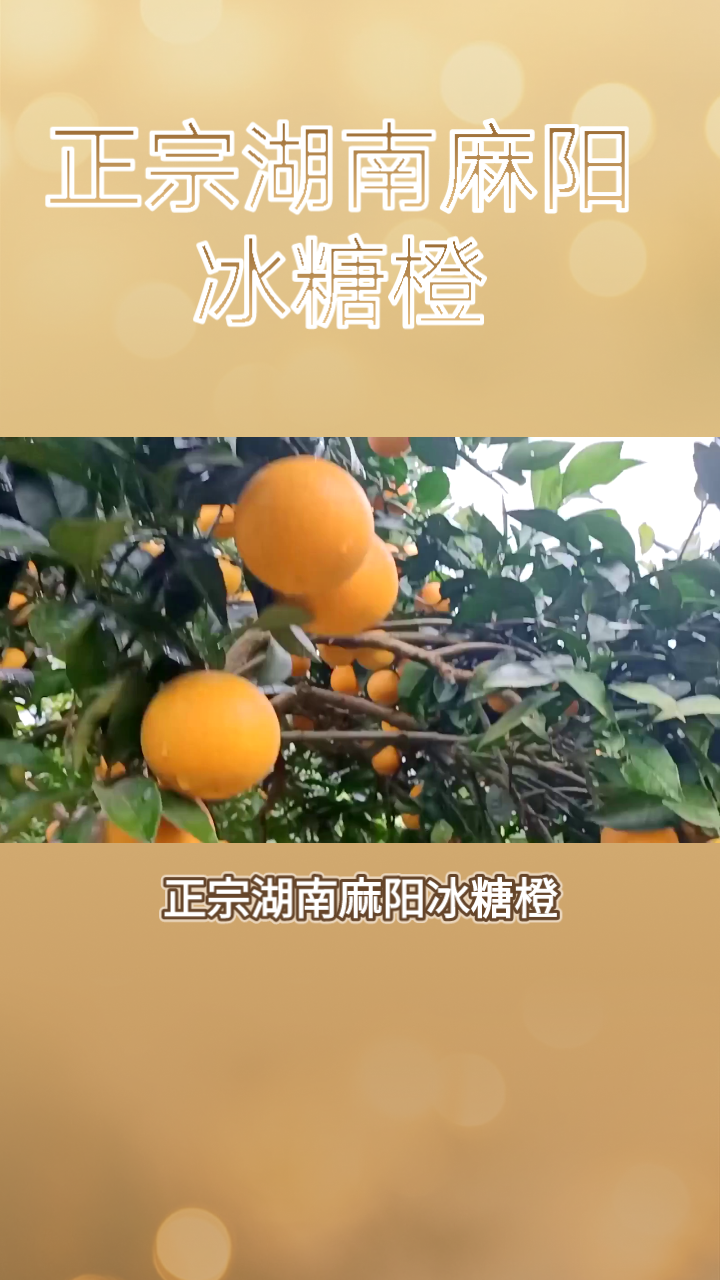 湖南麻阳冰糖橙简介图片