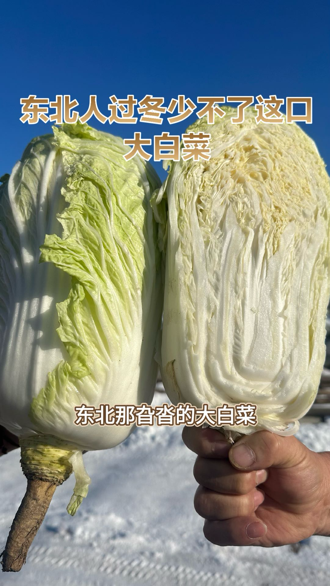 东北大白菜 美味过冬必备