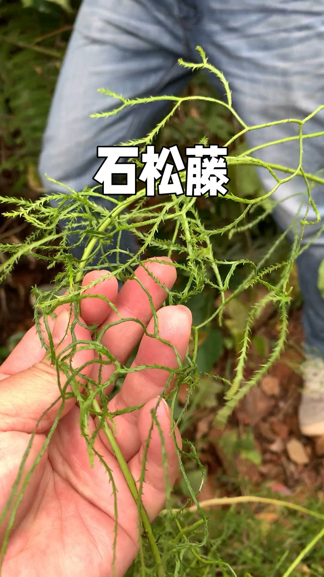 万筋藤的功效与作用图片