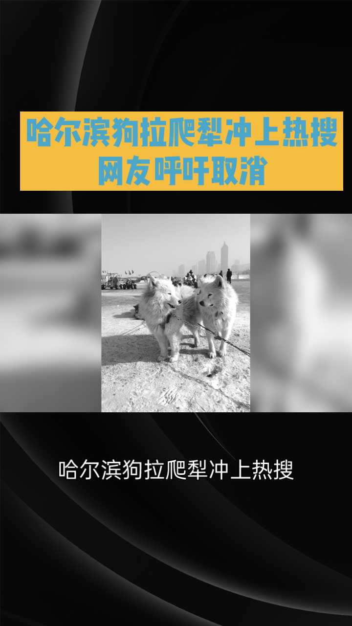 哈尔滨狗拉爬犁图片