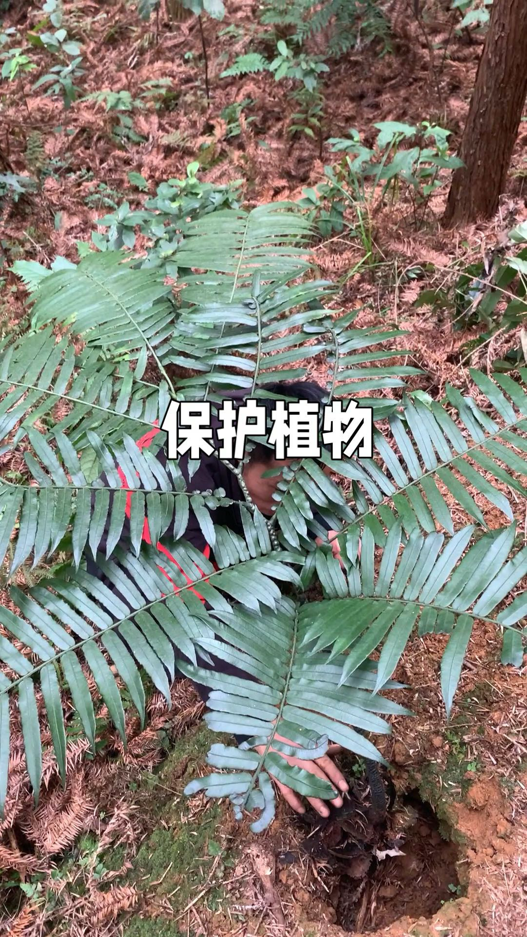 观音坐莲:国家二级保护植物,遇见请珍爱