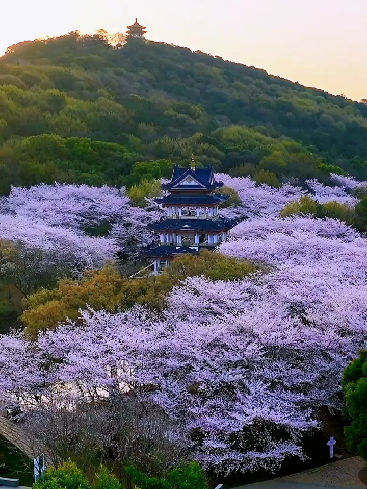 无锡鼋头渚的樱花已经迎来盛花期想去的抓紧啦
