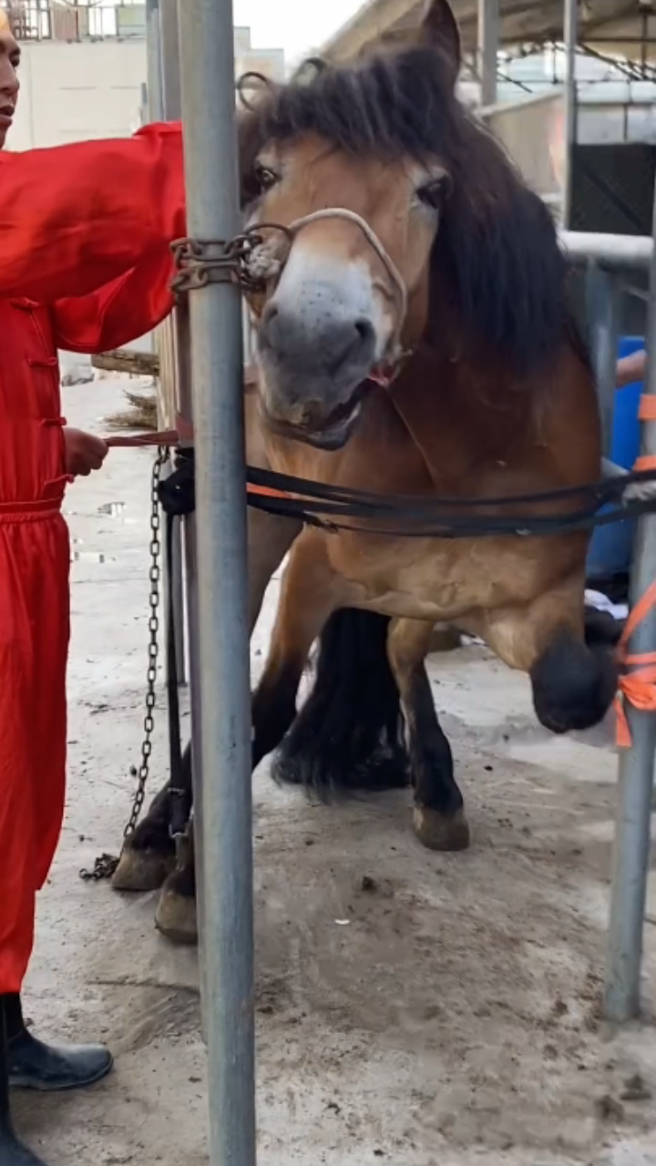 这是在给马儿修剪马蹄吗?