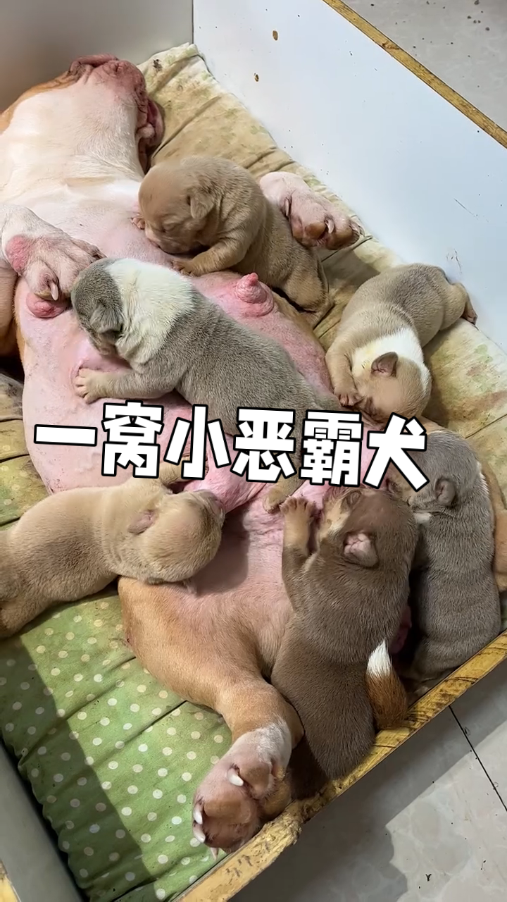 一窝刚出生的小恶霸犬,趴在妈妈的身上吸食奶水,真是太可爱了!-度小视
