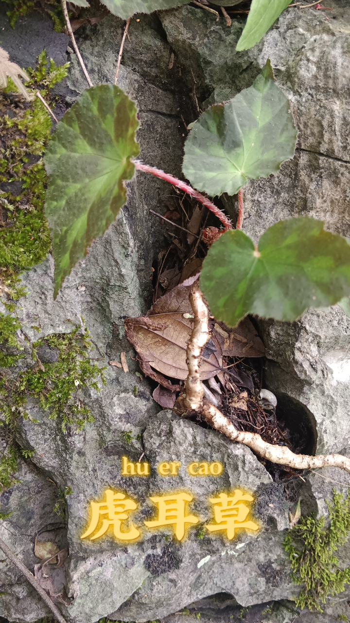 像老虎耳朵吗?——虎耳草