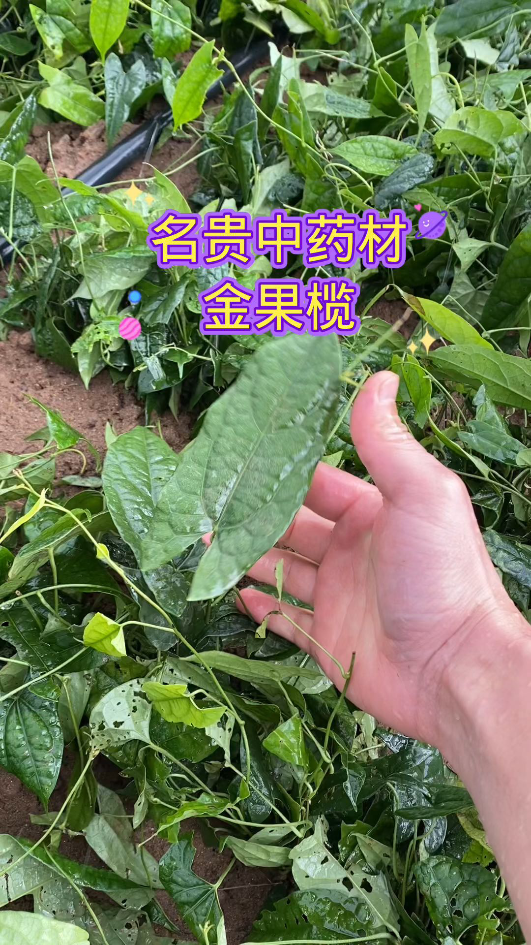 名贵中药材金果榄