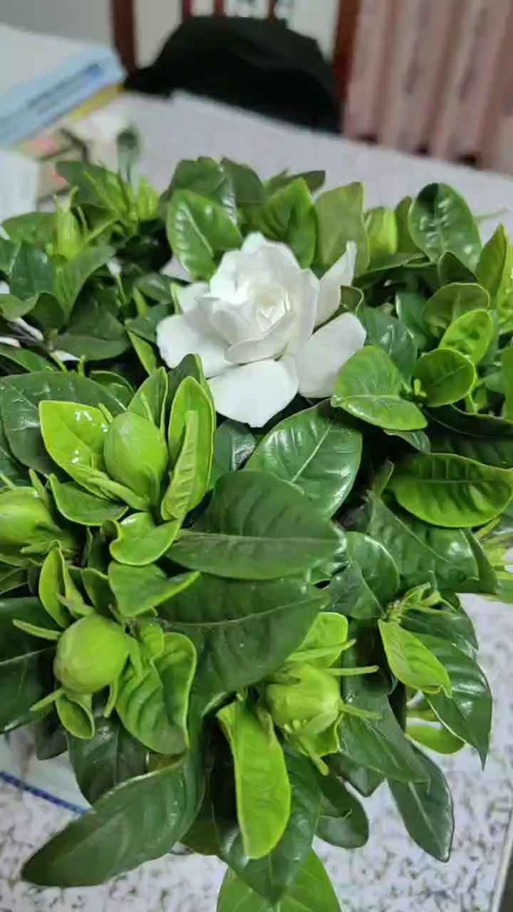 栀子花开香味浓郁